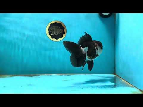 A Grade Panda Oranda Male 5 inches #031425OR_12