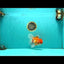 A Grade Red White Oranda Male 6 inches #082126OR_05