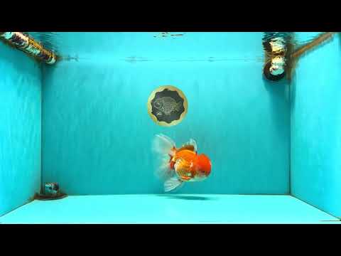 A Grade Red White Oranda Male 6 inches #082126OR_05