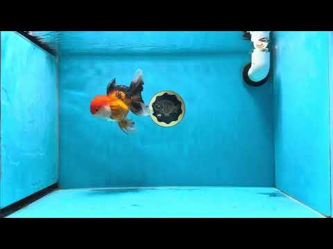 A Grade Chicken Tricolor Oranda Male 4.5-5 inches #021425OR_07