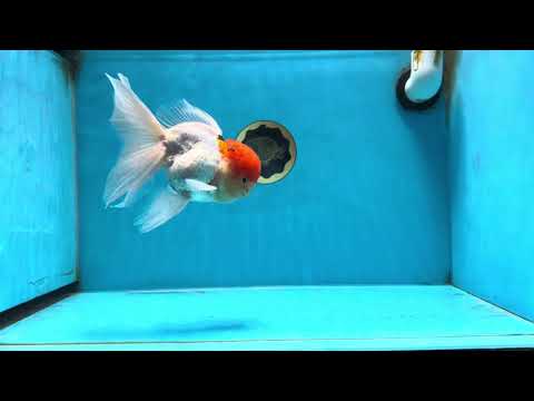 Red Cap Oranda Male 5-5.5 inches #072525OR_15