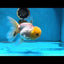 A Grade White Oranda Female 5 inches #062725OR_25