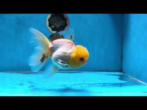 A Grade White Oranda Female 5 inches #062725OR_25