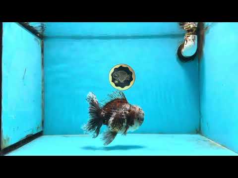 CHONKY AAA Grade Calico Kirin Oranda Male 5.5 inches #102425OR_18