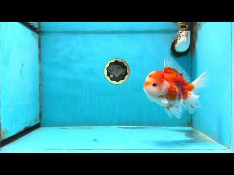 SUPER CUTE A Grade Sakura Oranda Female 5.5 inches #102425OR_21