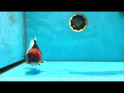 A Grade Tricolor Oranda Male 5  inches #051625OR_27