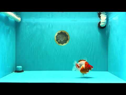 A Grade Red White Ryukin Female 4.5 inches #031326RK_32