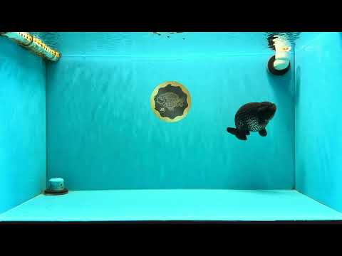 AAA Grade Strong Body Structure Platinum Blue Ranchu Female 4.5-5 inches #061926RC_09