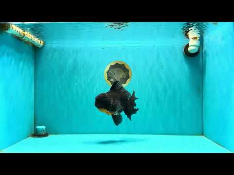 AAA Grade Kirin Oranda Male 6.5 inches #070626OR_14