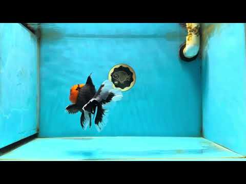 AAA Grade Apache Oranda Male 5-5.5 inches #050925OR_37