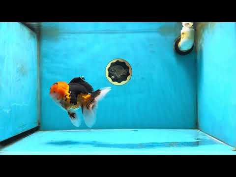 AAA Grade Tricolor Oranda Male 5-5.5 inches #051625OR_24