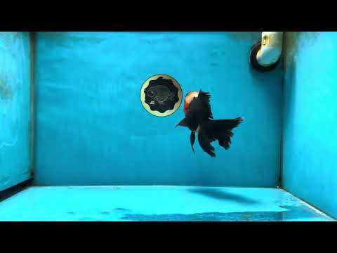 A Grade Tricolor Oranda Male 5-5.5 inches #051625OR_23