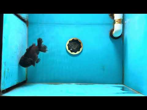 A Grade Black Yuanbao Male 5.5 inches #122024YB_11