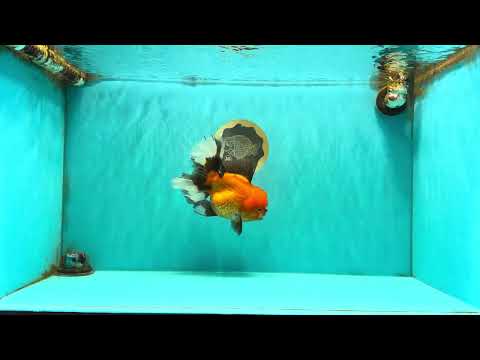 CHARLIE AAA Grade Apache Oranda Female 6.5 inches #091826OR_01