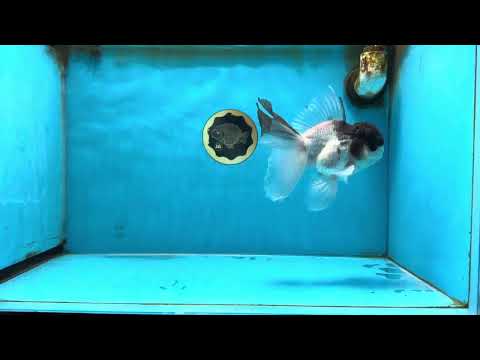 Panda Oranda Male 5.5 inches #090525OR_16