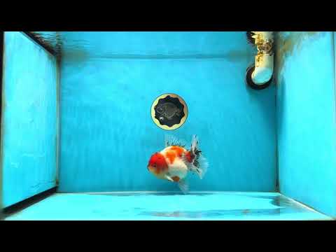 AAA Grade Sakura Oranda Female 5 inches #050925OR_47