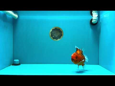 AAA Grade Godzilla Tiger Yuanbao Male 5-5.5  inches #031326YB_21