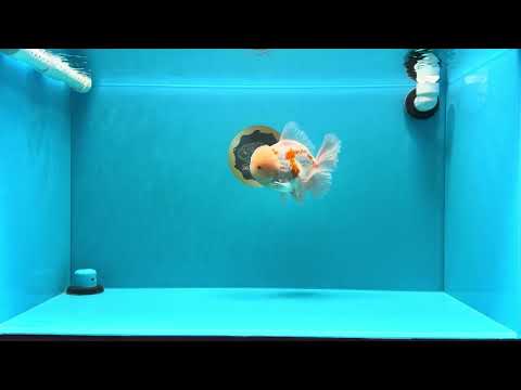 AAA Grade Red White Oranda Male 6 inches #030626OR_17