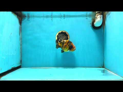 AAA Grade Chinese Calico Ranchu Female 4.5-5 inches #101725RC_17