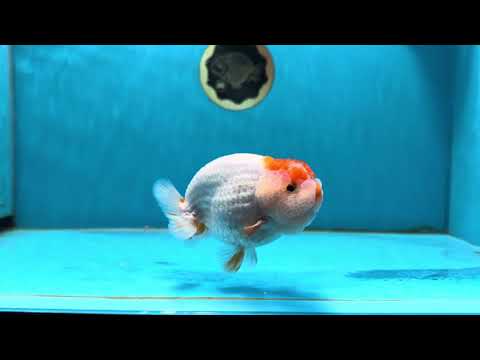 AAA Grade Duckie Red White Lipstick Tancho LionKing 4 inches #013125LC_01