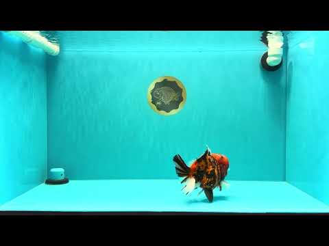 A Grade Pompom 2 Tone Yuanbao Male 5.5 inches #030626YB_14