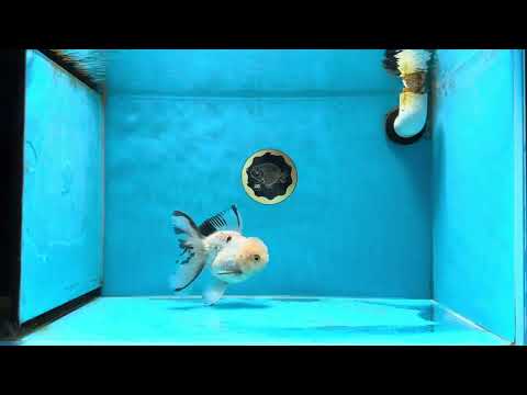 AAA Grade Tricolor Oranda Fulffy Tail Male 5-5.5 inches #032825OR_08