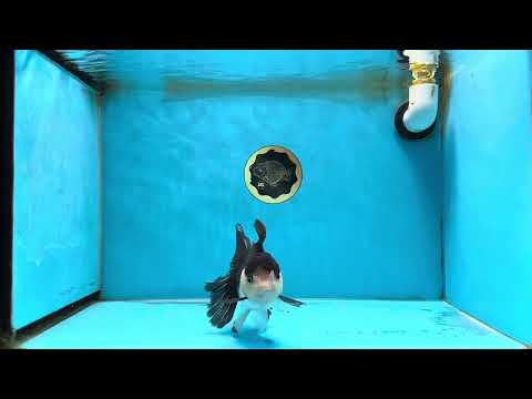 A Grade Tricolor Oranda Female 5-5.5 inches #070425OR_21