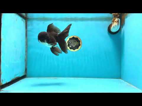 BATMAN A Grade Panda Oranda Male 5.5-6 inches #111425OR_19