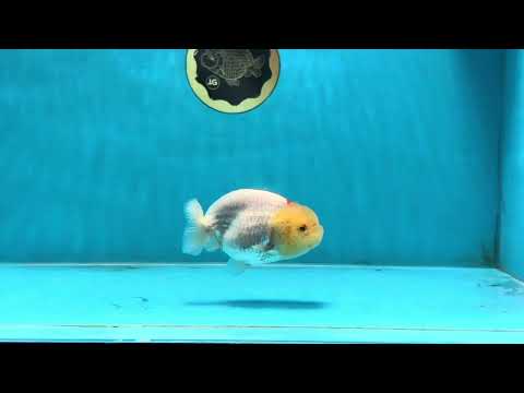 AAA Grade Lemonhead LionQueen 3.5 inches #101725LC_09