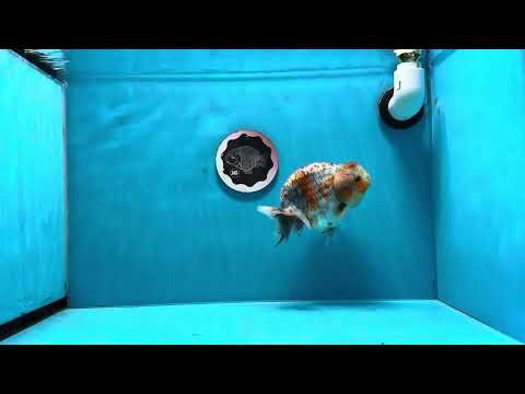 AAA Grade Calico Kirin Ranchu Female 5.5 inches #0929RC_12 – Jimmy