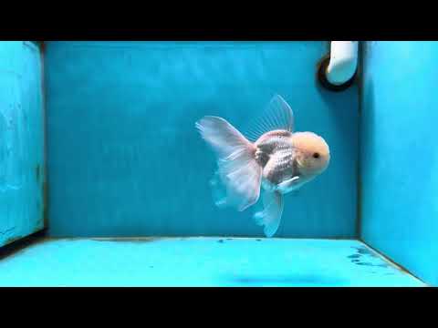 A Grade White Oranda Male 5 inches #121324OR_22