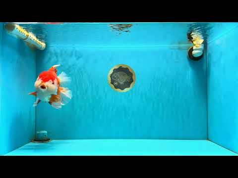 SUPER WEN A Grade Red White Oranda Female 7.5 inches #040326OR_23