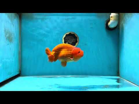 AAA Grade Solid Red LionKing 4.5  inches #052325LC_21