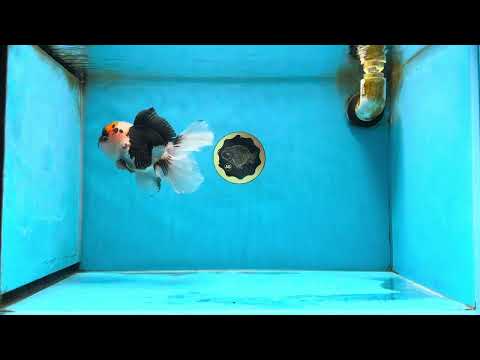 A Grade Tricolor Oranda Male 5.5 inches #062025OR_17