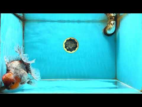 A Grade Calico Kirin Oranda Male 6-6.5 inches #121925OR_12