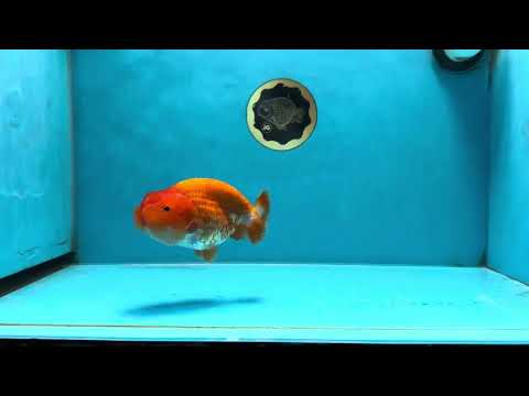 A Grade CHUBBY Red White LionKing 4.5 inches #072525LC_03