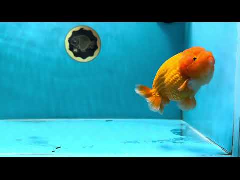 AAA Grade Red LionKing 4-4.5 inches #032125LC_18