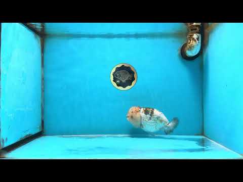 Sakura LionChu Female 5.5 inches #121925LC_08