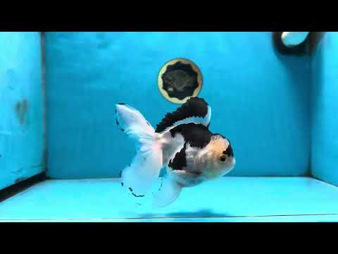 Panda Oranda Male 5 inches #091225OR_22