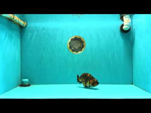A Grade Strong Body Structure Tiger Ranchu Female 5 inches #061926RC_10