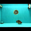 A Grade Strong Body Structure Tiger Ranchu Female 5 inches #061926RC_10