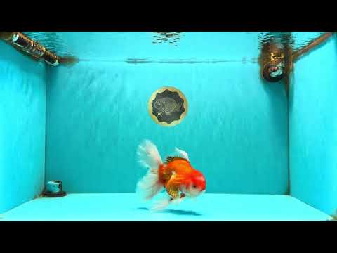 A Grade Red White Oranda Male 6-6.5 inches #100926OR_25