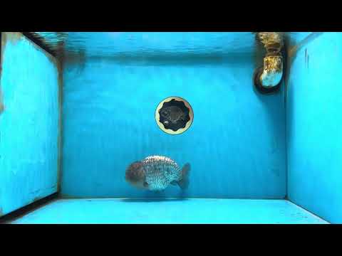 A Grade Blue LionKing 5-5.5 inches #082925LC_17