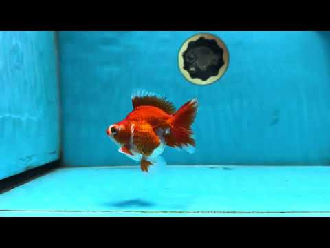 AAA Grade Small Red White Ryukin Female 3.5-4 inches #082225RK_26