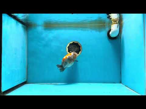 A Grade Tricolor Marble LionKing 4.5-5 inches #071125LC_04