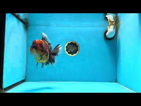 AAA Grade Super Chonky Tiger Godzilla Oranda Male 6 inches #072525OR_13