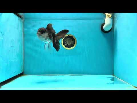 A Grade Oreo Panda Oranda Male 5 inches #022825OR_05