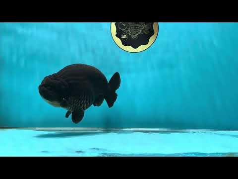 AAA Grade Hugh Back Black Ranchu 5-5.5 inches #050925RC_02