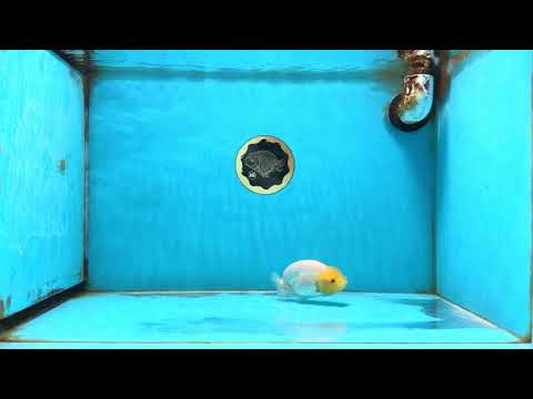 White Lionchu Female 3.5 inches #121225LC_13