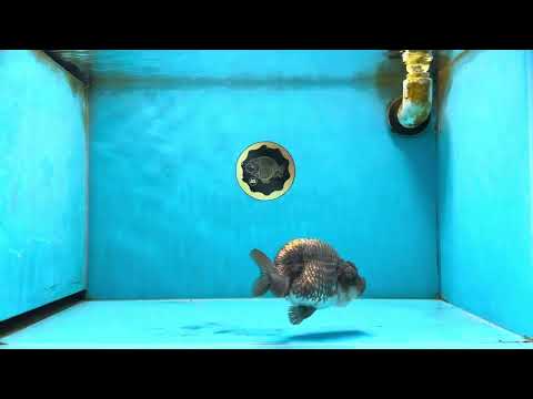 A Grade Blue LionQueen 4.5 inches #062025LC_12